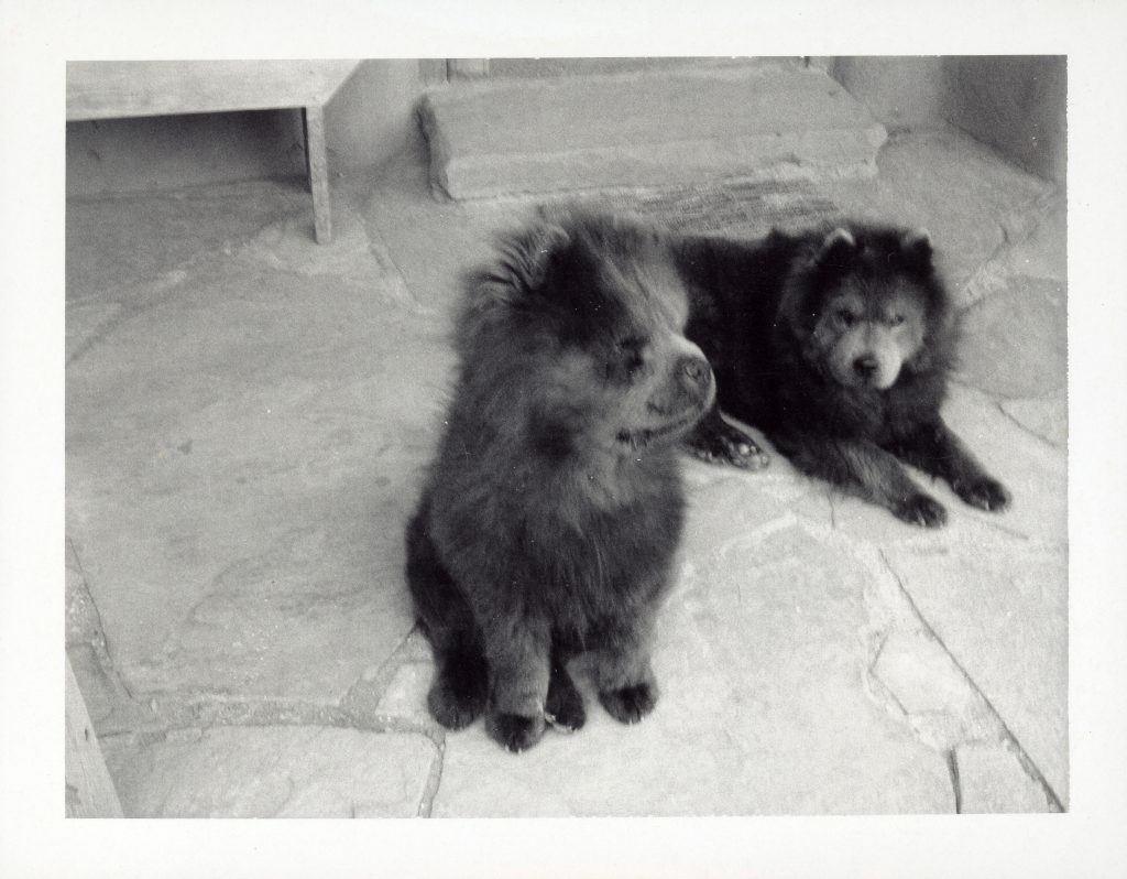 2 dark haired puppies sit on a pale stone floor.